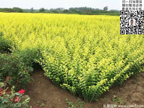 高度30公分40公分50公分金葉女貞苗苗圃現(xiàn)場圖片 高度30公分40公分50公分金葉女貞苗苗圃現(xiàn)場圖片