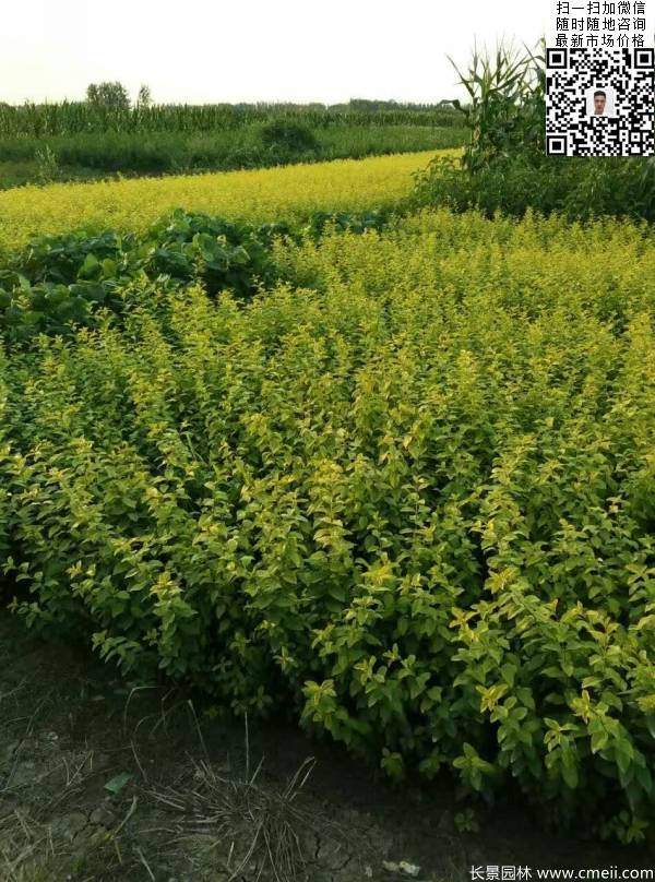 高度30公分40公分50公分金葉女貞苗苗圃現(xiàn)場圖片 高度30公分40公分50公分金葉女貞苗苗圃現(xiàn)場圖片