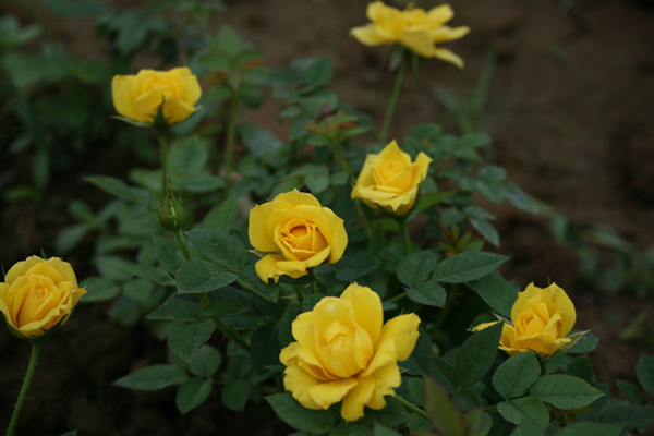 鉆石月季圖片基地實拍 鉆石月季圖片基地實拍