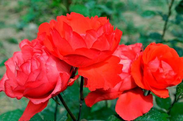 鉆石月季圖片基地實拍 鉆石月季圖片基地實拍