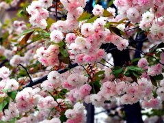 較大的櫻花樹(shù)基地，只有你不知道在哪里吧？