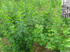 去那里購買丁香苗最實惠？