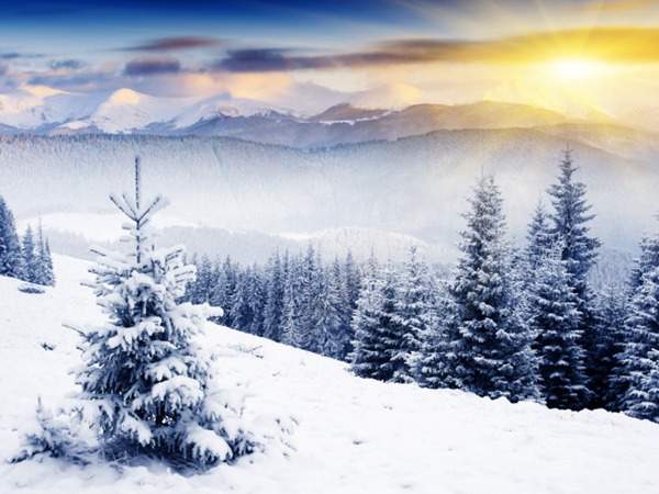 見過這樣的雪松造型樹嗎？美到你想不到