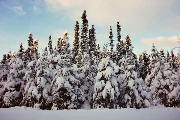 見過這樣的雪松造型樹嗎？美到你想不到
