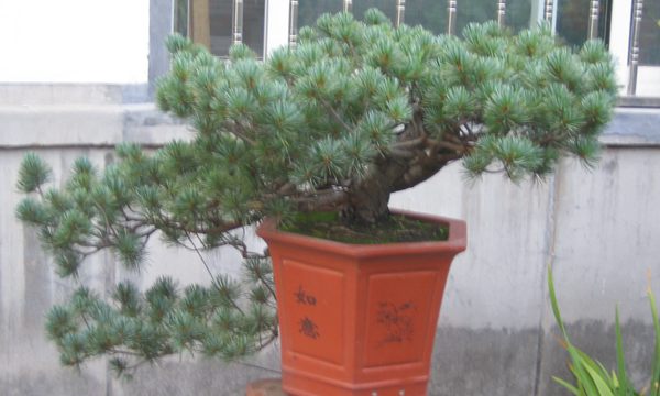 五針?biāo)稍煨?/> </p><p>
	五針?biāo)芍仓贻^矮，生長(zhǎng)緩慢，葉短枝密，姿態(tài)高雅，樹形優(yōu)美，是制作盆景的上乘樹種，制作出的五針?biāo)傻脑煨颓ё税賾B(tài)，觀賞性非常好。</p>
      </div>

</div>
<div   id=