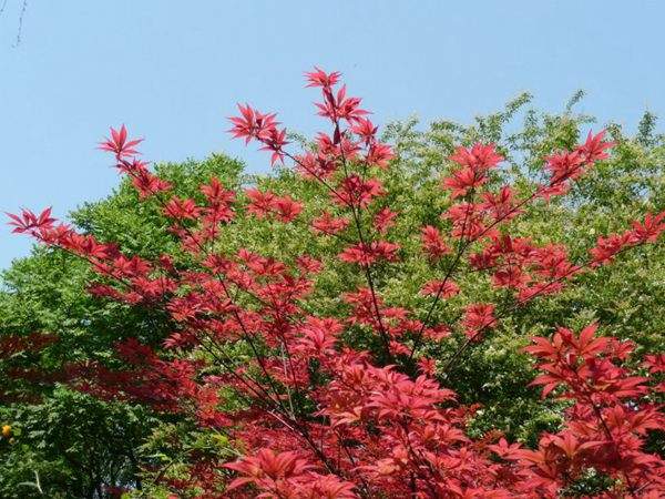 紅楓作衫,白楊為裙,美的傾國傾城!