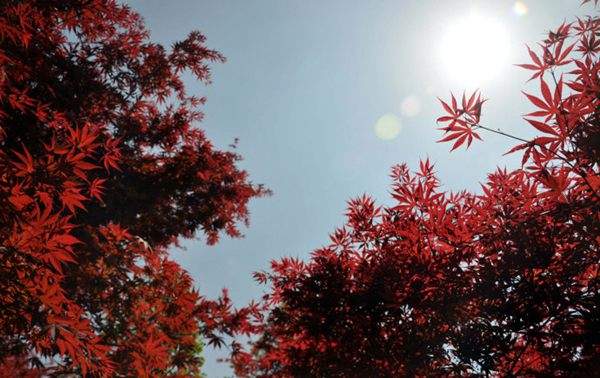 紅楓的三大用途，你知道哪個？！