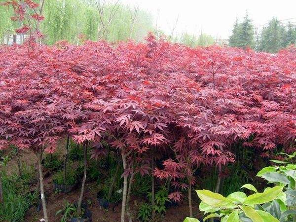 大型紅楓基地實拍圖曝光！