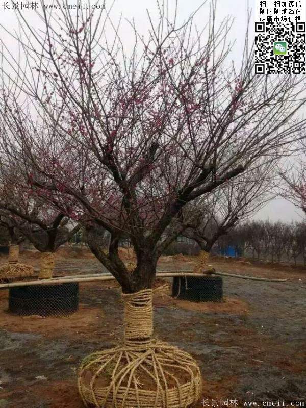 國內數一數二紅梅花產地,你知道幾個