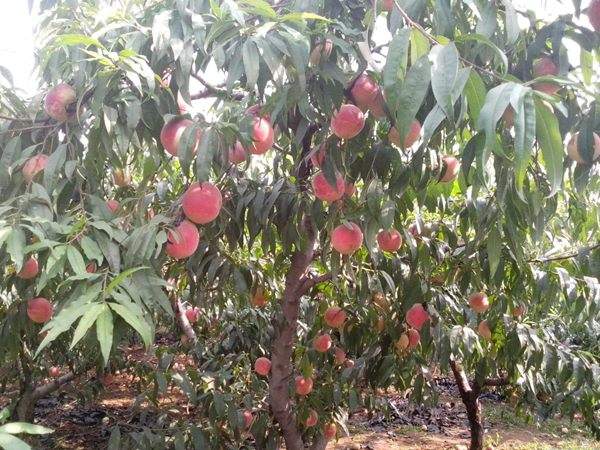 想知道桃樹結(jié)果多的秘訣嗎？