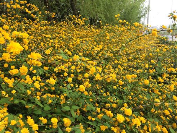 重瓣棣棠--長景園林