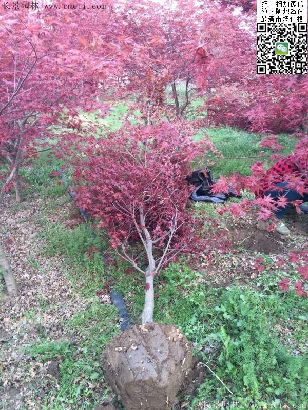 1.2、1.5、1.8米的紅楓樹(shù)