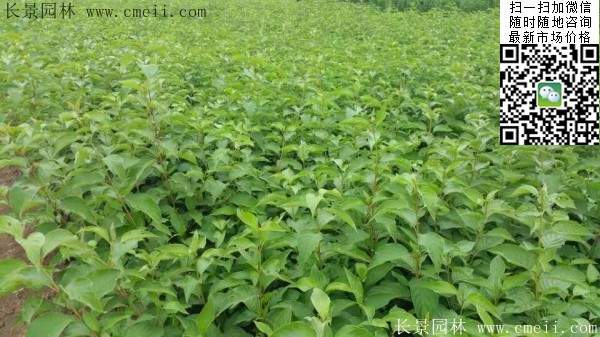 紅王子錦帶苗 紅王子錦帶苗