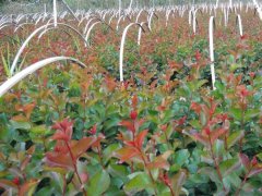 現(xiàn)在紫薇基地的紫薇樹多少錢一顆？