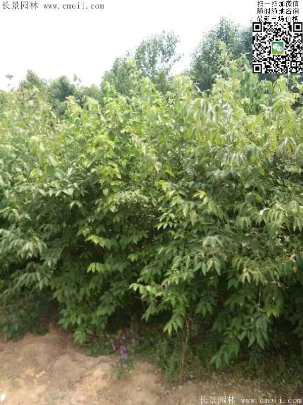 金銀木只要看一眼就迷上了，不信你就看看