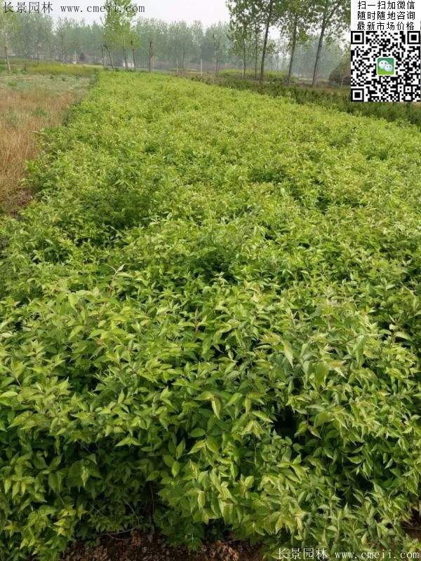 金銀木只要看一眼就迷上了，不信你就看看