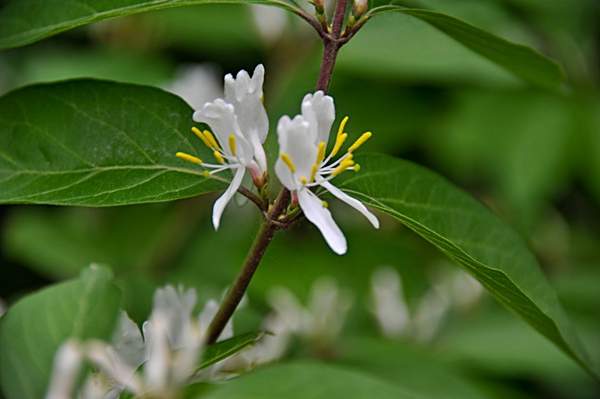 金銀木只要看一眼就迷上了，不信你就看看