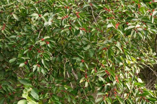 金銀木標(biāo)價表