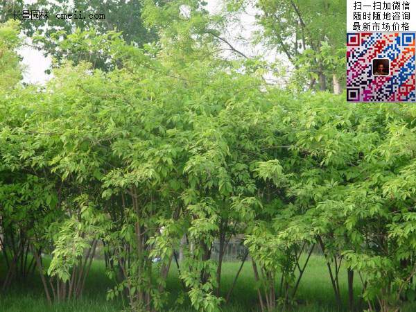 金銀木標(biāo)價表