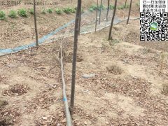 你還在為買櫸樹四處奔波嗎？那你就out了，告訴