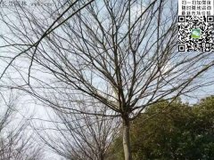 櫸樹的綠衣雖好看，但是變成光桿司令的“它”