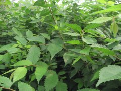 什么都是有身價的，那櫸樹的身價是多少呢？