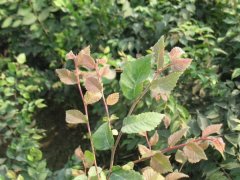 淺談櫸樹在未來的綠化路上，能否站住腳 