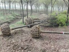 櫸樹還有這一層意思啊！到底是“種櫸”還是“