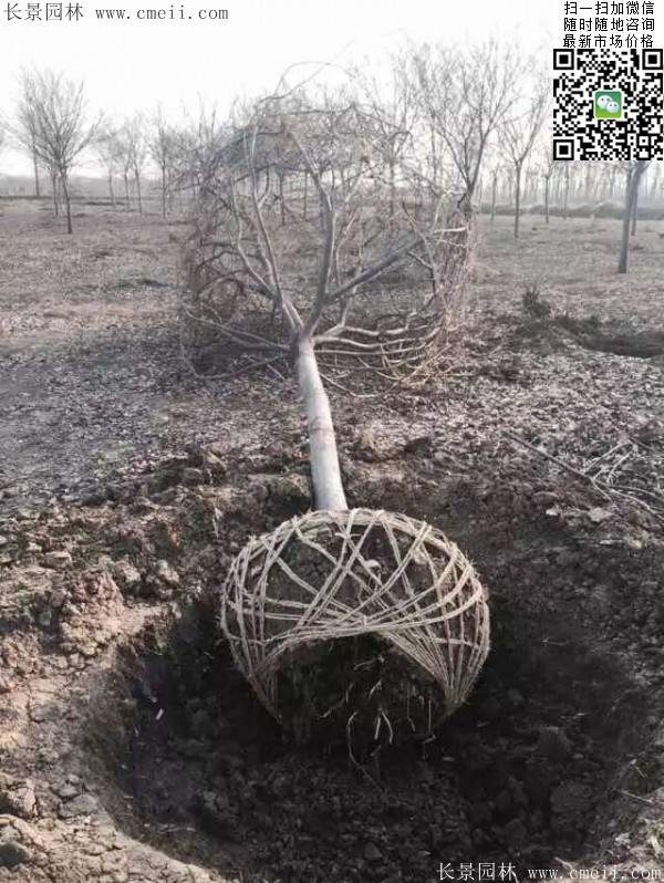 櫸樹大樹移栽 櫸樹大樹移栽