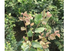 紅櫸與櫸樹有什么不同？