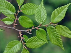 重大新聞！較大的櫸樹基地照曝光了，貌似價格