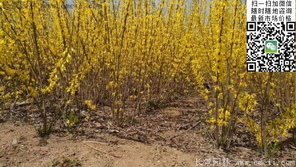 連翹--長(zhǎng)景園林