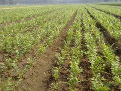 顯赫一時的櫸樹，它的過去、現在、未來是什么