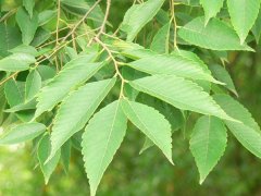 專家提醒：櫸樹和樸樹不是同一種樹嗎？