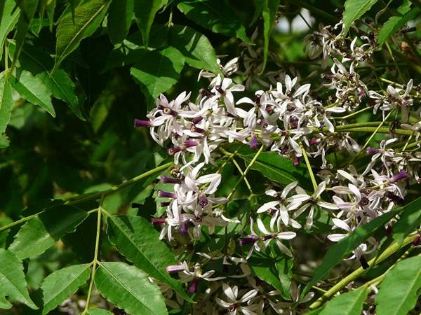 苦楝樹的規(guī)格 苦楝樹的規(guī)格