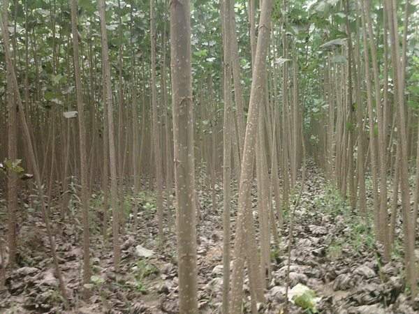 楊樹(shù)苗多少錢(qián)一棵？