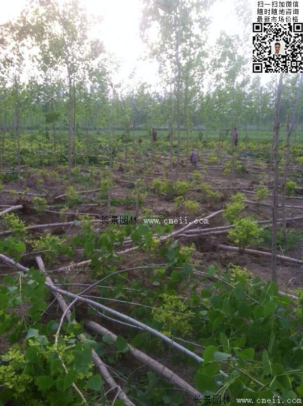 楊樹(shù)苗多少錢(qián)一棵？