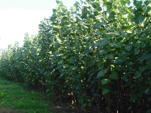 楊樹(shù)樹(shù)苗