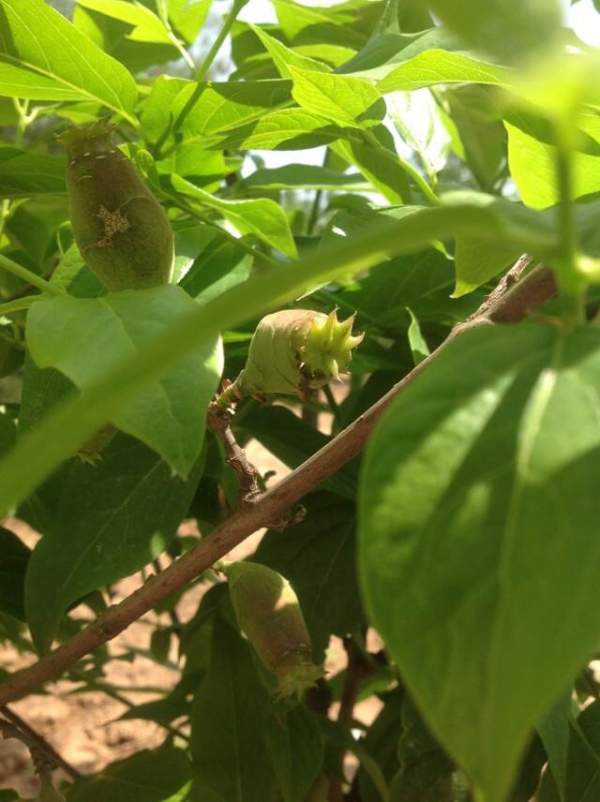 華東臘梅樹批發