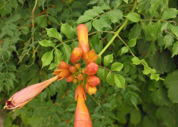沭陽的凌霄花 沭陽的凌霄花