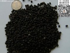 2016最新小葉女貞種子價格多少錢一斤？