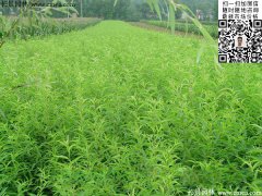 哪里有桃樹(shù)苗賣，偷偷告訴你一家又好又便宜的