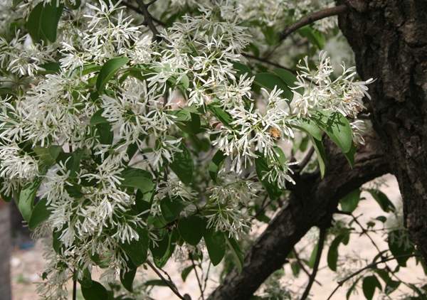 沭陽流蘇樹的價格
