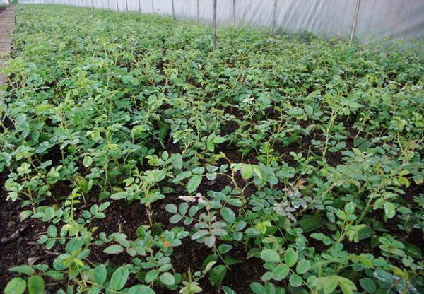 歐月小苗 歐月小苗