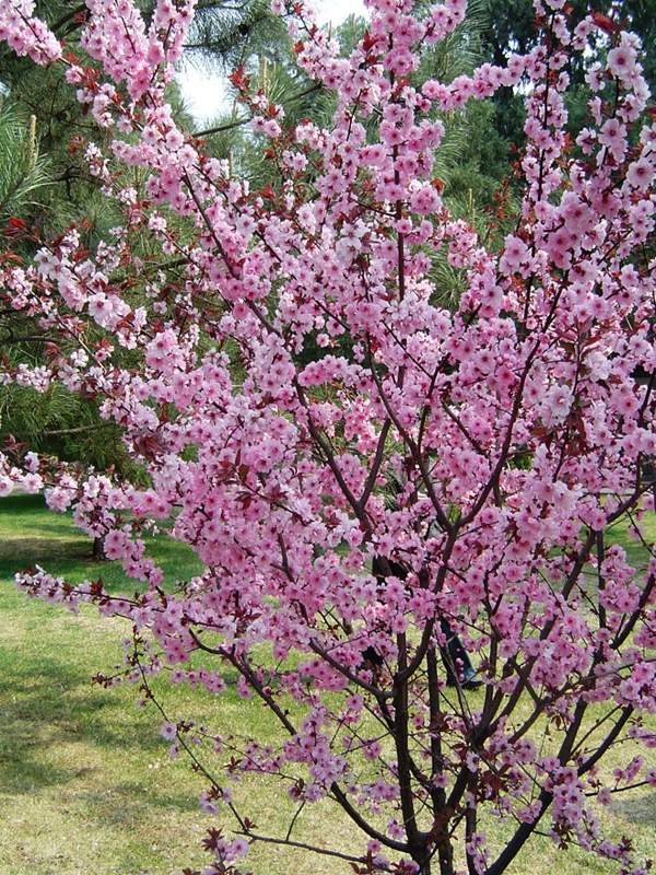 沭陽美人梅 沭陽美人梅