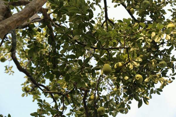 沭陽的木瓜樹 沭陽的木瓜樹