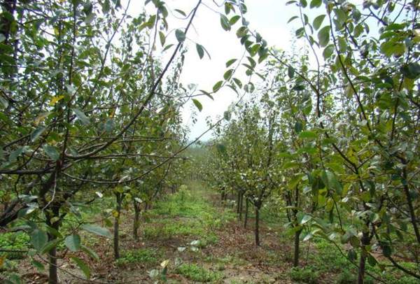 沭陽(yáng)木瓜基地