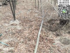 專家告訴你，為什么5公分櫸樹在園林界最暢銷