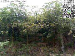 珍貴的紅櫸樹在我這，只珍不貴！