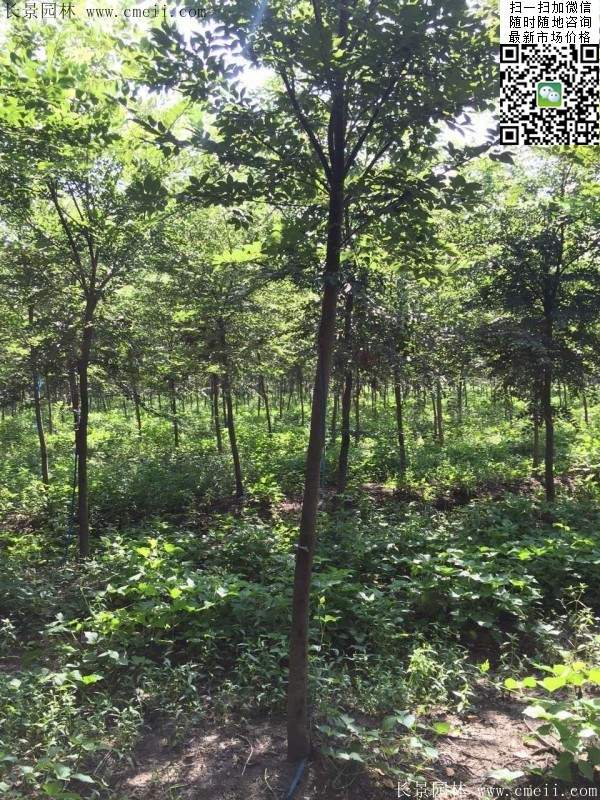 櫸樹哪里便宜？麻煩推薦一家大型，有誠信的單位！